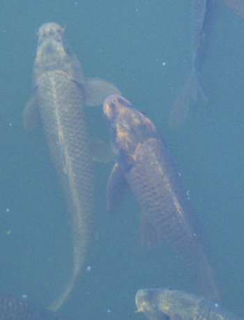 Fische im Fluss!