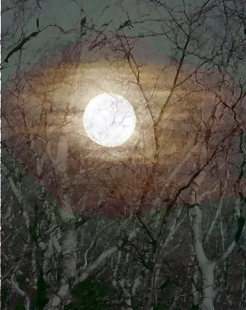 Aufgehender Mond über Birken-Dickicht!