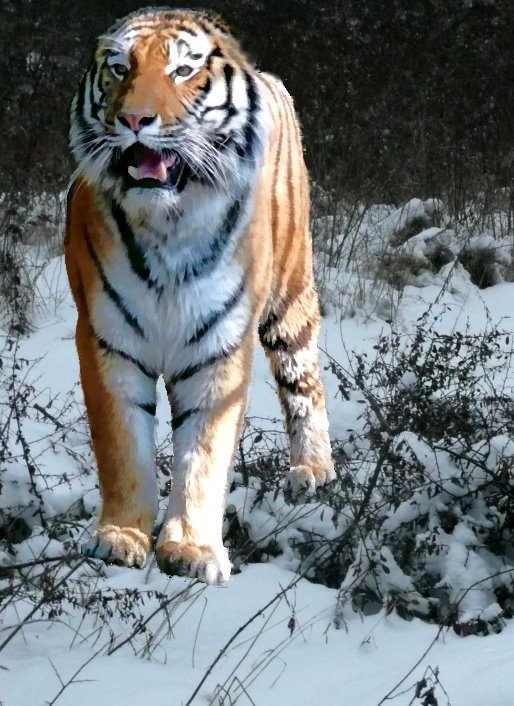 Sibirischer Tiger!