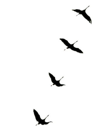 Wildgänse auf dem Flug nach Norden!